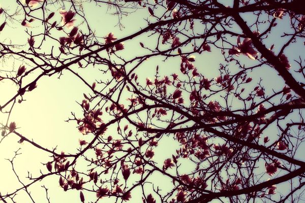 Magnolia Tree in the Spring...