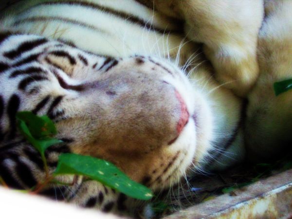 A White Tiger  (taken with a only/ tiny digital ca...