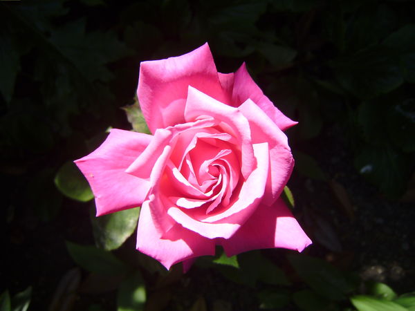 Pink Tea Rose...