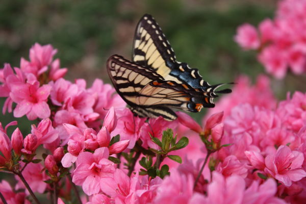 The Butterfly And The Azalea...