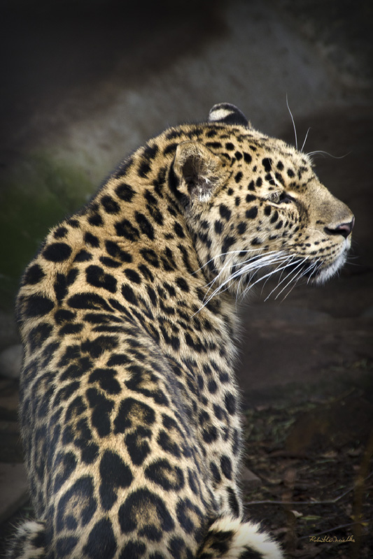 Leopard Behind Plexiglas...