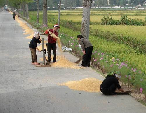 Corn drying near Sariwon North Korea...