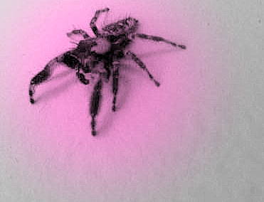 Pink dot spider...