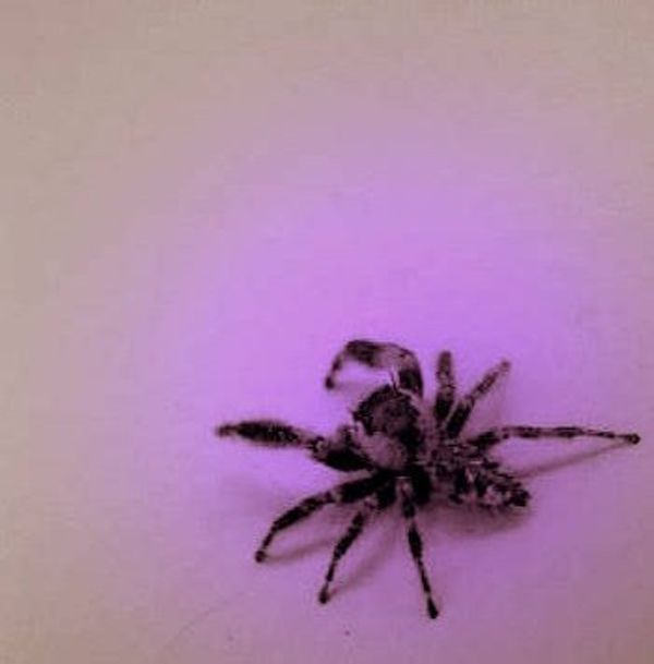purple dot spider...