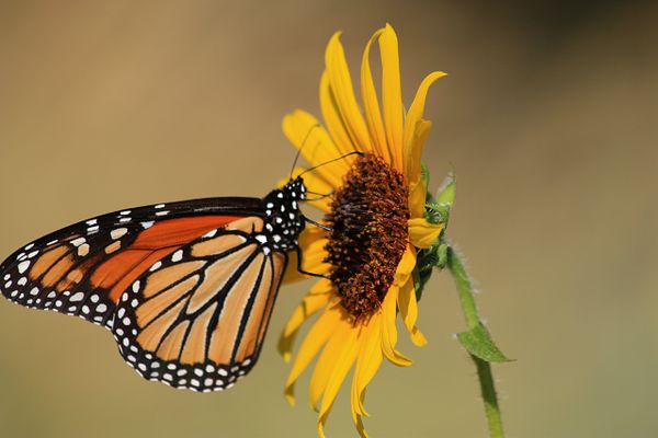 Monarch Butterfly on Sunflower...