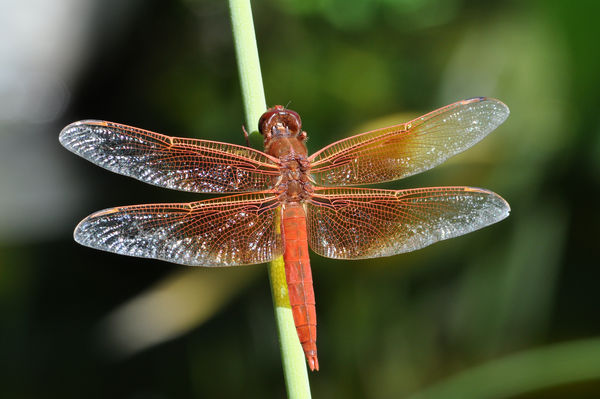 Red Skimmer Dragonfly, 1/3-life size...