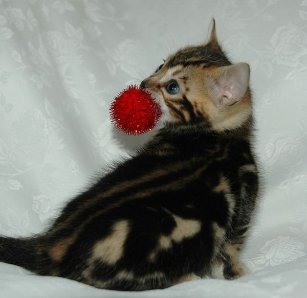 marble Bengal kitten with toy in mouth...