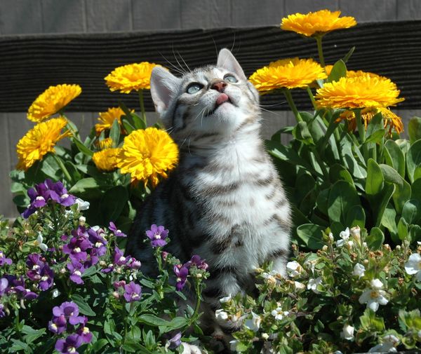 Silver Bengal kitten in Spring...