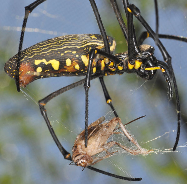 Giant Wood Orb Weaver Wrapping Cricket...