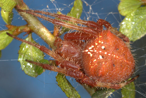Mature "Jewel Araneus" Orb Weaver Spider...