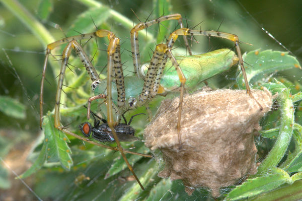 Female Green Lynx Spider Dining While Guarding Egg...