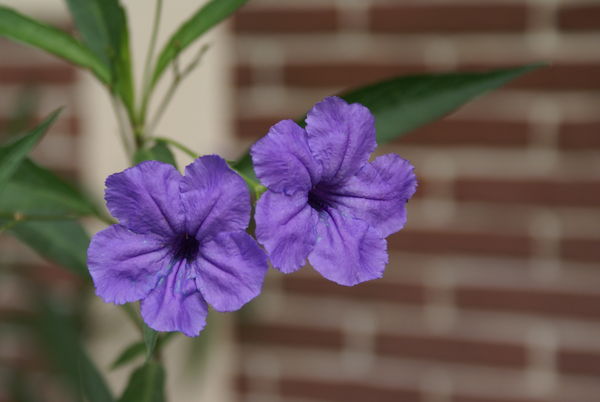 Purple Flowers...
