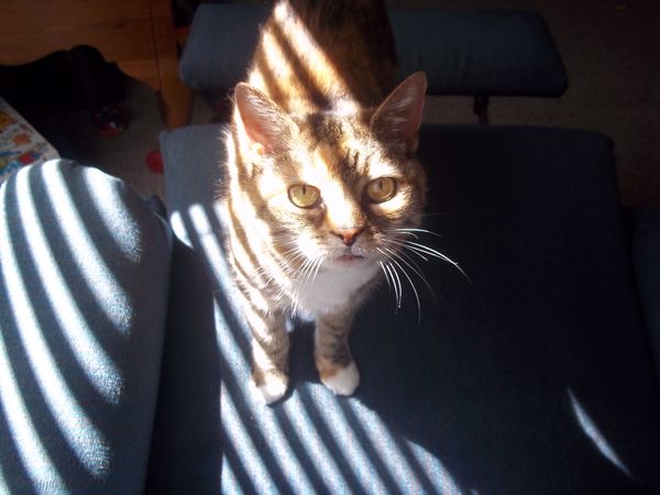 Our family cat, age 16.5...