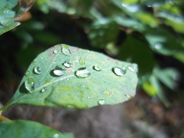 Dew on a leaf, IP, ID, late summer...