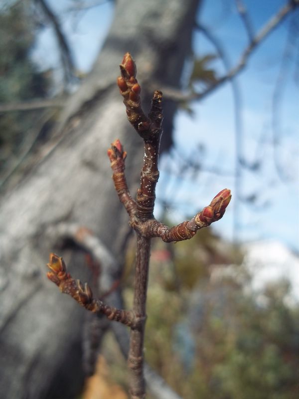 A maple twig in my backyard...