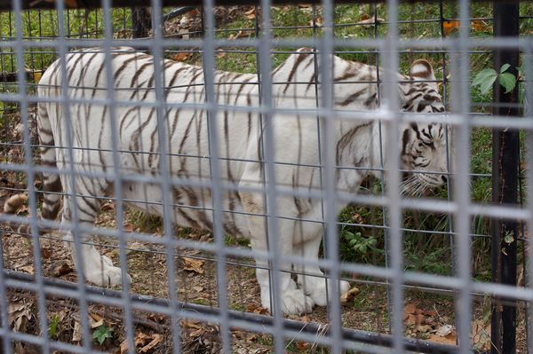 This is not a wild White Tiger.  Some One  bred th...