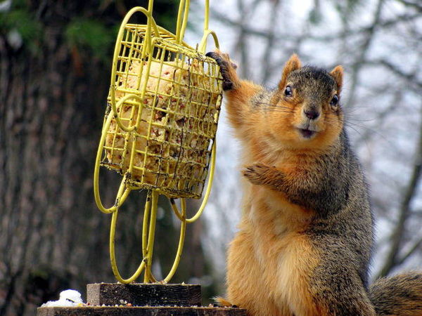 fox squirrel at the feeder...