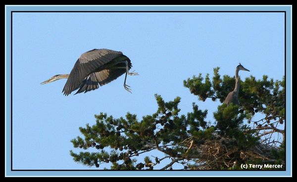 Blue Heron leaving nest with 5 chicks...