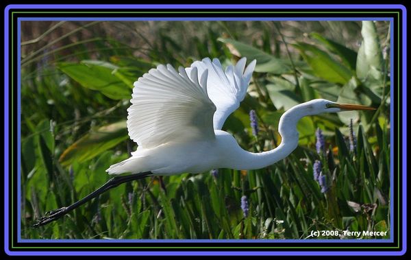 Great White Egret - In Flight...
