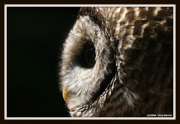 Profile of tiny Screech Owl......