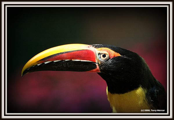 Toucan Sam is Alive & Well......