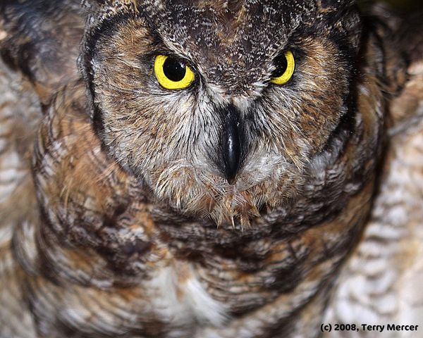 Great Horned Owl... 6 foot wing span & piecing eye...