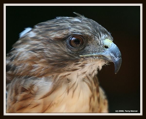 Red Tailed Hawk...