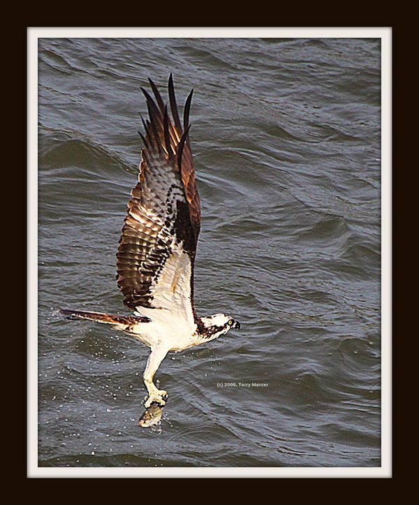 Osprey fishing......