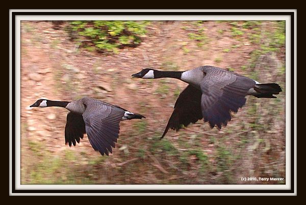 Canadian Geese on a fly by......