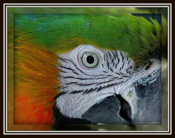 Harlequin Macaw... head shot......
