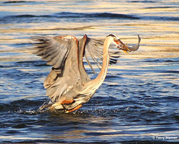 Great Blue just leaving with fish......