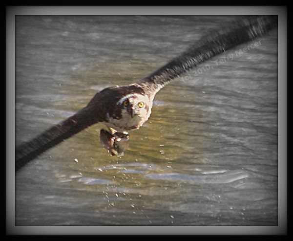 Osprey dripping on me as he flew over with fresh c...