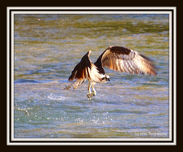 Osprey fishing......