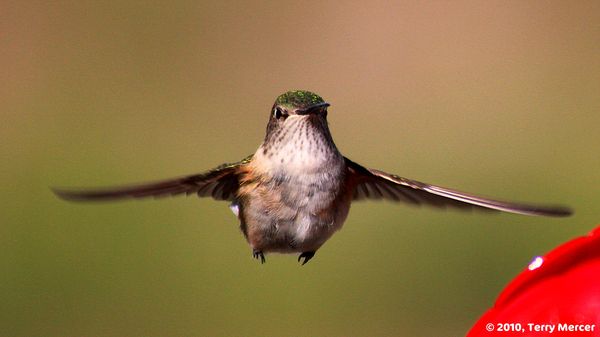Here's to lookng at you... Hummingbird in flight.....