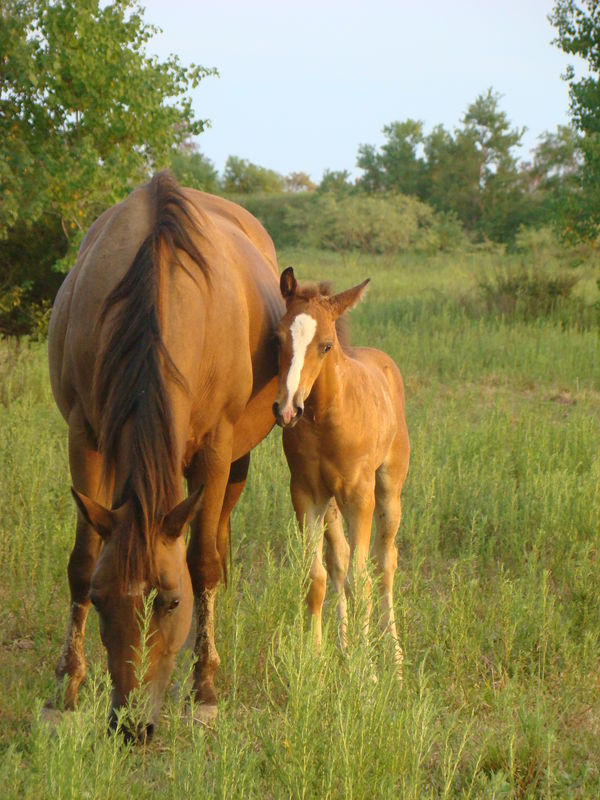 One of my mares and baby...