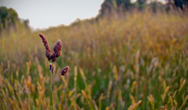 "out standing in the feild"  what is what I hope t...