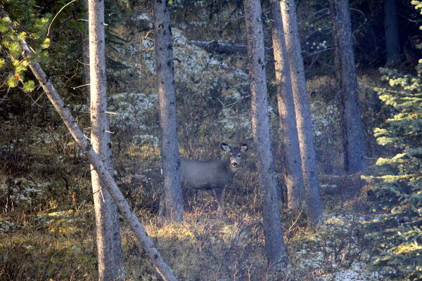 Deer in the woods...