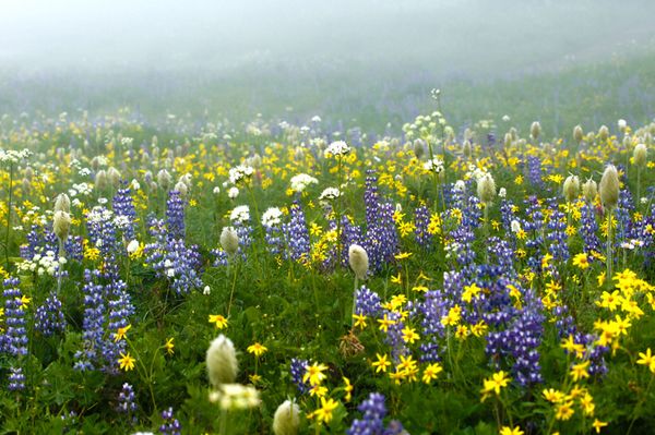 Fog and Flowers...
