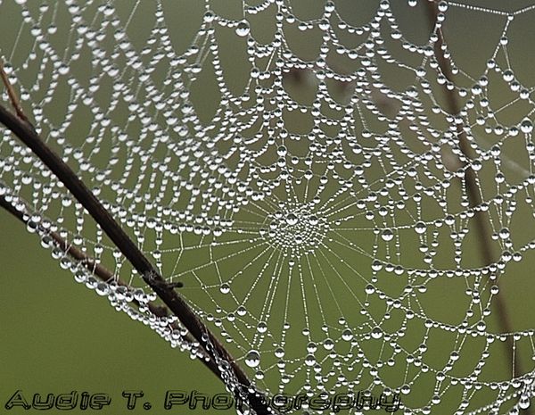 Wet Web...