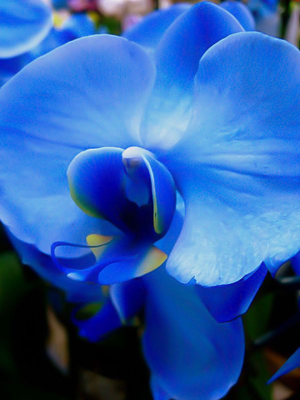 Blue Orchid...
