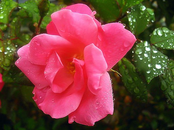 Rose with Rain drops...