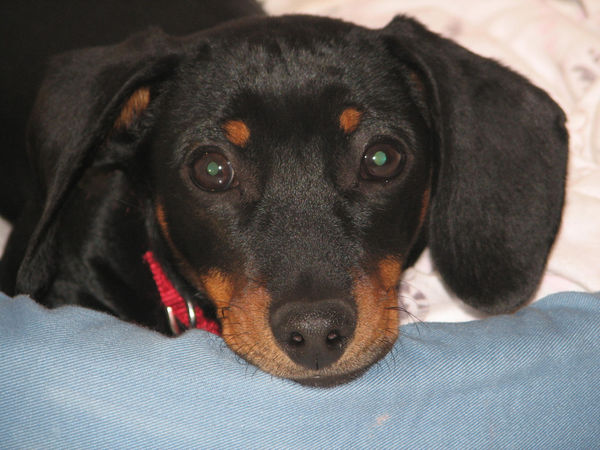 Fritzie, our Doxie. Who caught a mouse tonight....