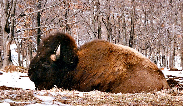 Buffalo in Lone Elke Park. St. Louis, MO...