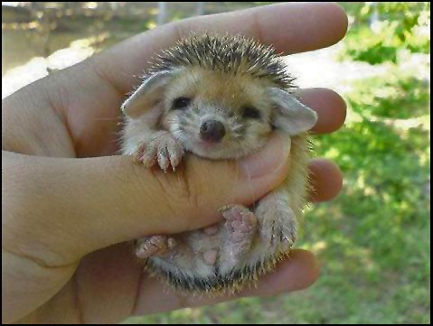 Cute Hedgehog...