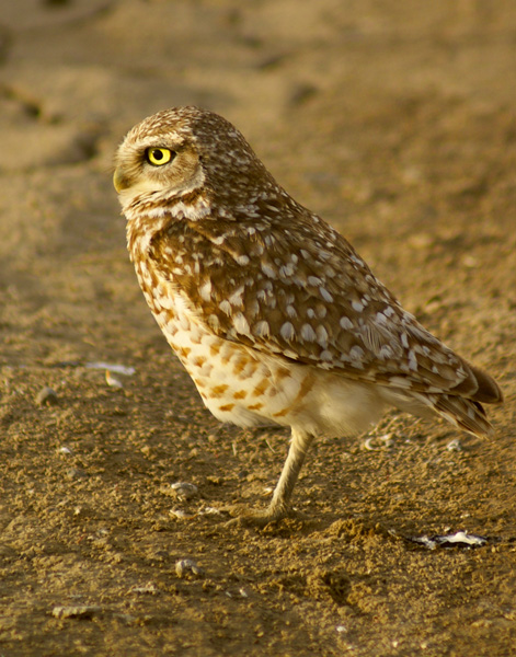 Burrowing Owl at Sunset...