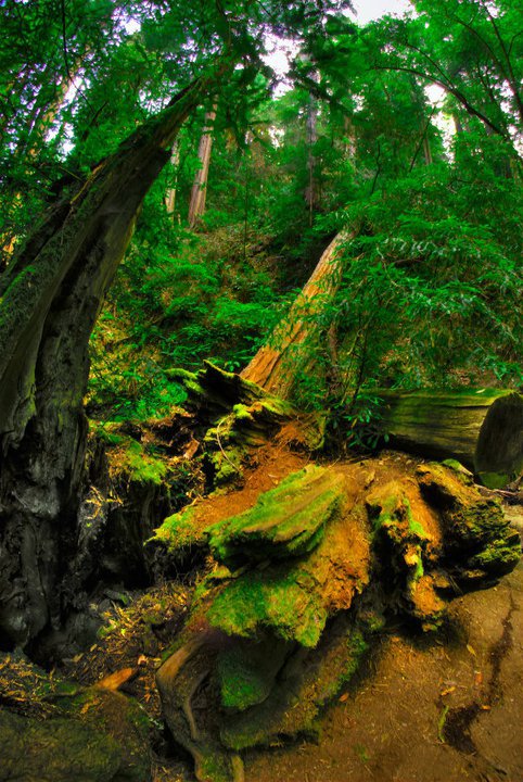 Muir Redwood National Park...