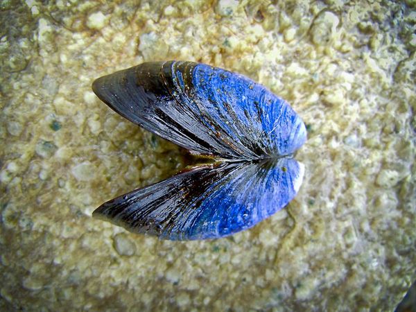 Clam shell, Ketichan, Alaska...