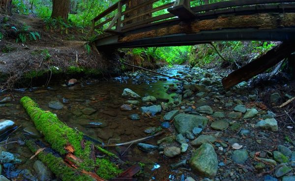 Muir Redwood National Park...