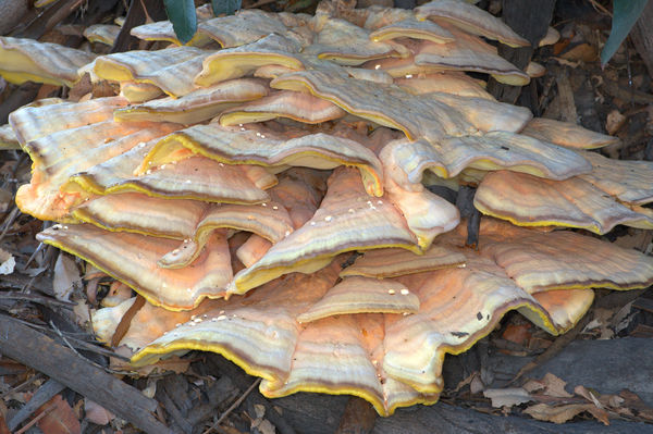 A "blond" bracket of Turkey Tail, about 2-feet acr...