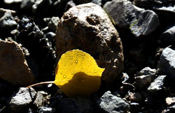 Aspen leaf on Rock...